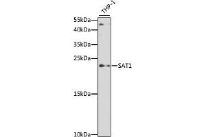 Western blot analysis of extracts of THP-1 cells, using S antibody (ABIN6130330, ABIN6147394, ABIN6147395 and ABIN6219585) at 1:500 dilution. (SAT1 Antikörper  (AA 1-171))