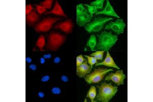 ABIN7094968 and ABIN7099024 staining  cells by IF/ICC. (IL17D Antikörper)