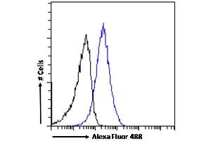 Flow Cytometry (FACS) image for anti-Dimethylarginine Dimethylaminohydrolase 1 (DDAH1) (C-Term) antibody (ABIN184669)