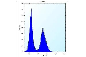 NBPF5 Antibody (C-term) (ABIN656298 and ABIN2845604) flow cytometric analysis of Jurkat cells (right histogram) compared to a negative control cell (left histogram). (NBPF5 Antikörper  (C-Term))