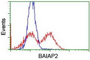 HEK293T cells transfected with either RC214570 overexpress plasmid (Red) or empty vector control plasmid (Blue) were immunostained by anti-BAIAP2 antibody (ABIN2454893), and then analyzed by flow cytometry. (BAIAP2 Antikörper)