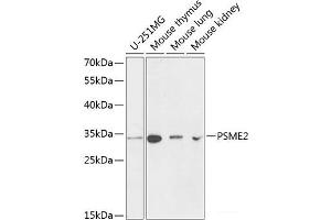 Western blot analysis of extracts of various cell lines using PSME2 Polyclonal Antibody at dilution of 1:1000. (PSME2 Antikörper)