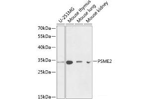 Western blot analysis of extracts of various cell lines using PSME2 Polyclonal Antibody at dilution of 1:1000. (PSME2 Antikörper)