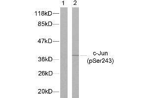 Western blot analysis of extracts from HeLa cells treated with UV, using c-Jun (phospho-Ser243) antibody. (C-JUN Antikörper  (pSer243))