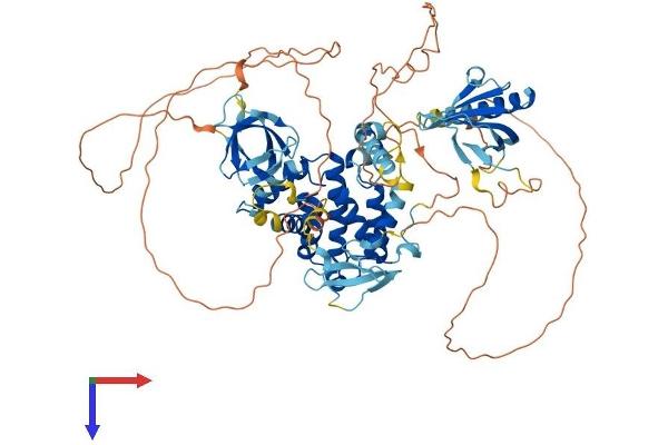 ARHGAP9 Protein (AA 1-750) (His tag)