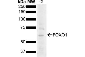 Western blot analysis of Rat Liver showing detection of 69. (FOXO1 Antikörper  (AA 410-520) (HRP))