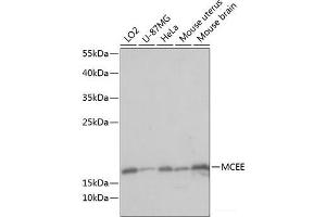 Western blot analysis of extracts of various cell lines using MCEE Polyclonal Antibody at dilution of 1:1000. (MCEE Antikörper)