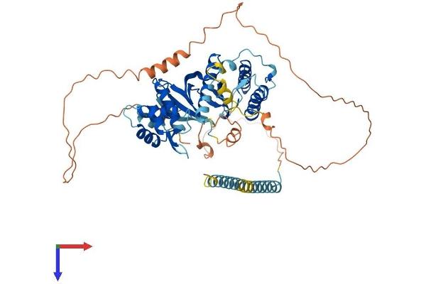 RIOK2 Protein (AA 1-552) (His tag)
