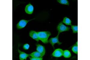 IF analysis of MEK3 using anti-MEK3 antibody (ABIN3043874).