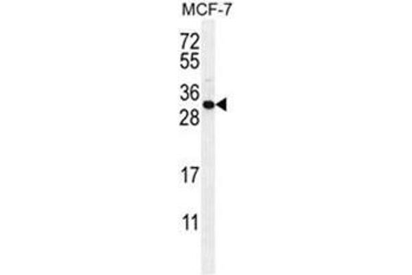 C1QL4 Antikörper  (N-Term)