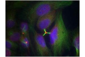 Immunofluorescence staining of methanol-fixed Hela cells using Histone H3. (HIST1H3A Antikörper  (pSer10))