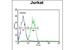 Flow cytometric analysis of Jurkat cells (right histogram) compared to a negative control cell (left histogram). (ARGLU1 Antikörper  (N-Term))