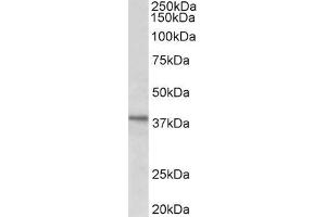 ABIN5539485 (1µg/ml) staining of HeLa lysate (35µg protein in RIPA buffer). (C12ORF29 Antikörper  (AA 30-43))