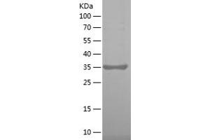 Western Blotting (WB) image for Coagulation Factor II (thrombin) Receptor-Like 1 (F2RL1) (AA 348-397) protein (His-IF2DI Tag) (ABIN7122416) (F2RL1 Protein (AA 348-397) (His-IF2DI Tag))
