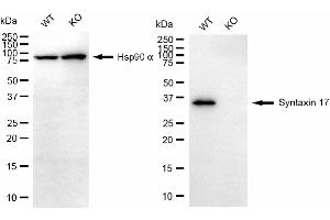 Western blotting analysis using syntaxin 17 antibody (ABIN7800493).