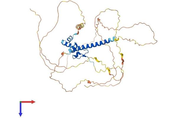 DMRTA1 Protein (AA 1-490) (His tag)