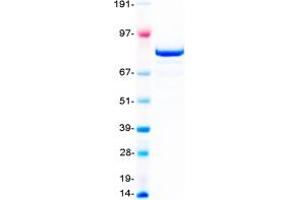 Validation with Western Blot (EZH2 Protein (Transcript Variant 1) (Myc-DYKDDDDK Tag))