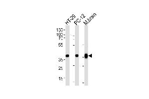Western blot analysis of lysates from HT-29, PC-12 cell line and mouse brain tissue lysate (from left to right), using P1CB Antibody (C-term) (ABIN657795 and ABIN2846768). (PPP1CB Antikörper  (C-Term))