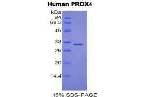 SDS-PAGE (SDS) image for Peroxiredoxin 4 (PRDX4) (AA 6-249) protein (His tag) (ABIN2121840) (Peroxiredoxin 4 Protein (PRDX4) (AA 6-249) (His tag))