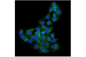 IF analysis of Syndecan-1 using anti-Syndecan-1 antibody (ABIN3043430). (Syndecan 1 Antikörper  (C-Term))