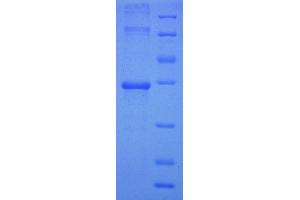 Ubiquinol-Cytochrome C Reductase, Complex III Subunit XI (UQCR11) (AA 1-56), (full length) protein (GST tag)