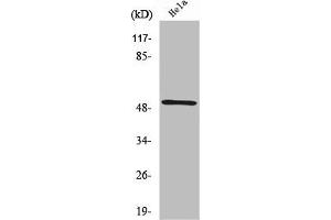 Western Blot analysis of HeLa cells using RSAD1 Polyclonal Antibody (RSAD1 Antikörper  (Internal Region))