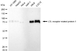 Western blotting analysis using LDL receptor related protein 1 antibody (ABIN7799282). (Rekombinanter LRP1 Antikörper)