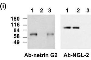 Adult mouse brain immunoblot: extracts of brains from wild-type (1), Netrin-G2 knockout (2) and NGL-2 knockout (3) mice were probed with Netrin-G2 antibody (left) or N50/36 (right).