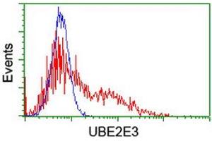 Image no. 2 for anti-Ubiquitin-Conjugating Enzyme E2E 3 (UBE2E3) antibody (ABIN1501623) (UBE2E3 Antikörper)