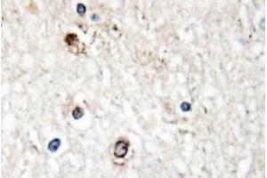 Image no. 1 for anti-NGFI-A Binding Protein 2 (EGR1 Binding Protein 2) (NAB2) antibody (ABIN317614) (NAB2 Antikörper)