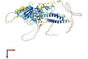 RNF112 Protein (AA 1-654) (His tag)