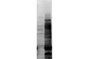 Western Blot of Rabbit anti-HCP antibody. (Chemiluminescent Western Blot Kit for detection of E.coli Host Cell Proteins (HCP))