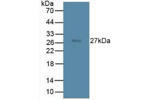 Mouse Capture antibody from the kit in WB with Positive Control: Mouse testis lysate.