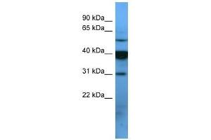 OR2T1 antibody used at 0.