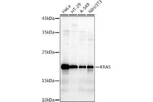 Western blot analysis of extracts of various cell lines, using KRAS antibody (ABIN3021676, ABIN3021677, ABIN3021678, ABIN1513137 and ABIN1514282) at 1:1000 dilution. (K-RAS Antikörper)