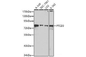 Western blot analysis of extracts of various cell lines using PTCD3 Polyclonal Antibody at dilution of 1:1000. (PTCD3 Antikörper)