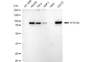 Western blotting analysis using STAT5A antibody (ABIN7800347). (Rekombinanter STAT5A Antikörper)