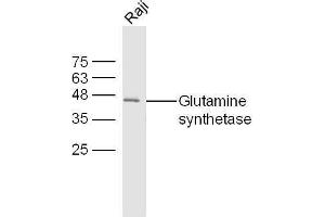 Raji cell lysates probed with Rabbit Anti-Glutamine synthetase Polyclonal Antibody, Unconjugated  at 1:500 for 90 min at 37˚C. (GLN1 Antikörper  (AA 285-373))