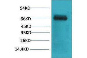 Western Blotting (WB) image for anti-Bovine Serum Albumin (BSA) antibody (ABIN3181583) (BSA Antikörper)