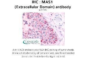 Image no. 1 for anti-MAS1 Oncogene (MAS1) (2nd Extracellular Domain) antibody (ABIN1736772) (MAS1 Antikörper  (2nd Extracellular Domain))