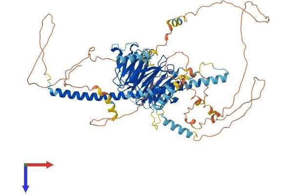 Striatin Protein (STRN) (AA 1-780) (His tag)