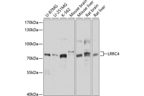 LRRC4 anticorps  (AA 544-653)