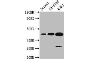Western blot All lanes: NSUN4 antibody at 0. (NSUN4 Antikörper  (AA 26-284))