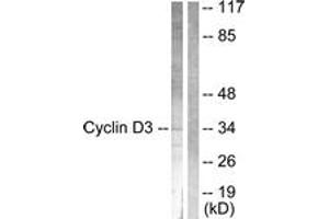 Western blot analysis of extracts from COS7 cells, treated with Forskolin 40nM 30', using Cyclin D3 (Ab-283) Antibody. (Cyclin D3 Antikörper  (AA 243-292))