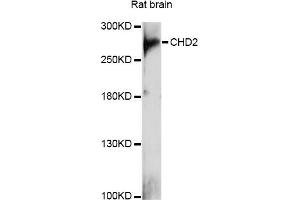 Western blot analysis of extracts of rat brain, using CHD2 antibody (ABIN6290190) at 1:1000 dilution.