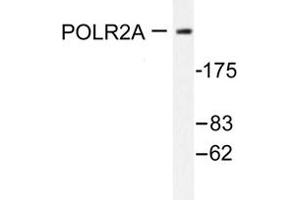 Image no. 1 for anti-RNA Polymerase II Subunit RPB1 (POLR2A) antibody (ABIN271906) (POLR2A/RPB1 Antikörper)