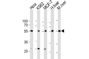 Western blot analysis of lysates from Hela, K562, MCF-7 cell line, human liver, mouse liver tissue lysate(from left to right), using BR1A Antibody (A13) f. (BMPR1A Antikörper  (N-Term))