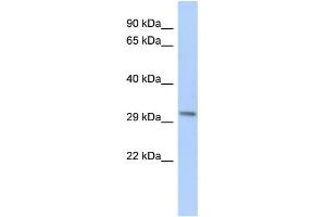 WB Suggested Anti-RPESP Antibody Titration: 0. (RPESP Antikörper  (Middle Region))