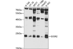 Western blot analysis of extracts of various cell lines, using GOSR2 antibody (ABIN1680068, ABIN3018813, ABIN3018814 and ABIN6220587) at 1:1000 dilution. (GOSR2 Antikörper  (AA 1-190))
