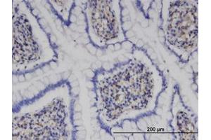 Image no. 1 for anti-M-Phase phosphoprotein 9 (MPHOSPH9) (AA 922-1032) antibody (ABIN599507) (MPHOSPH9 Antikörper  (AA 922-1032))